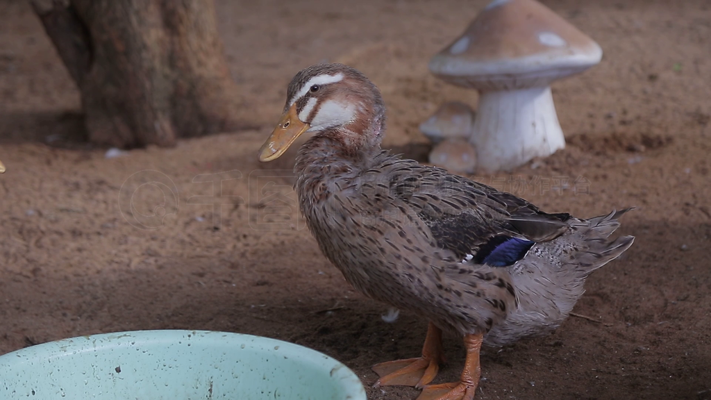 科學飼養鴨子與鵝 提升養殖效益的關鍵