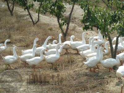 【獨家】有機韓國新高梨 和樂康威?；刂惫┑募儍糁x