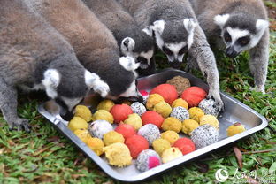 深圳野生動物園的“特別菜單” 特色湯圓，讓動物們過個溫馨元宵節