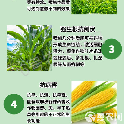 玉米專用葉面肥 科學(xué)施用“增產(chǎn)王”與增效劑，實(shí)現(xiàn)抗病高產(chǎn)